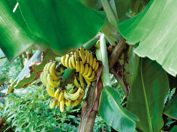 Тропический остров-курорт – самый большой в мире  крытый тропический лес