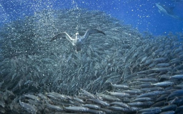 Невероятные фотографии акул и дельфинов, охотящихся на скумбрию