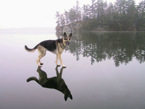 Самые обсуждаемые снимки года среди фотографов (7 фото)