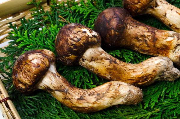 Топ-10 Самых дорогих продуктов питания