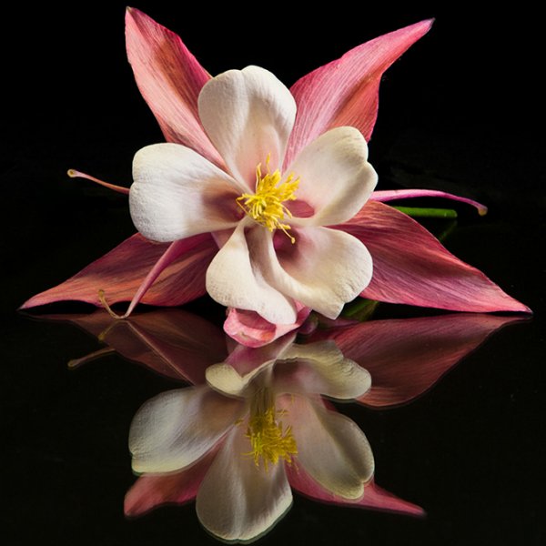 ��������� � ������������ �������� (21 ����)