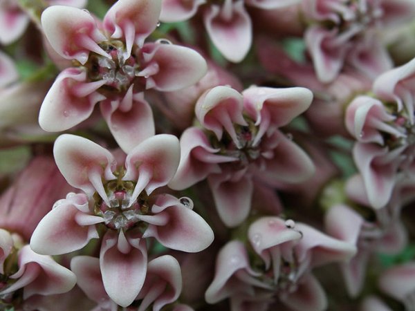 ��������� � ������������ �������� (21 ����)