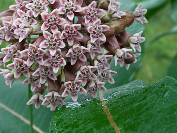 ��������� � ������������ �������� (21 ����)