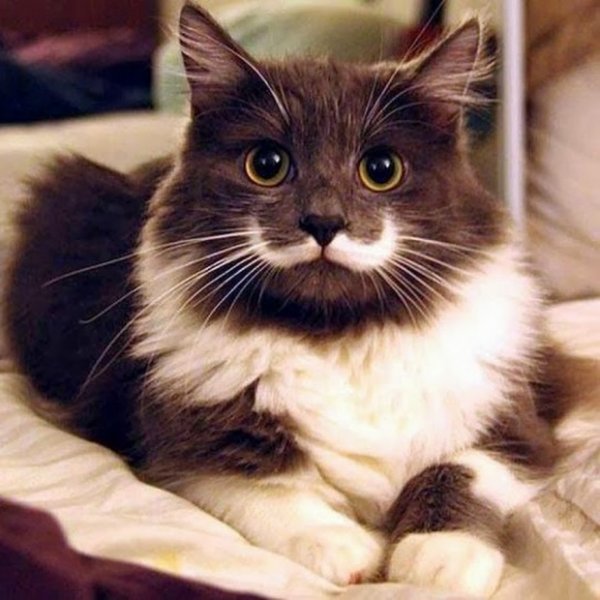 Самые популярные кошки в Интернете (14 фото)