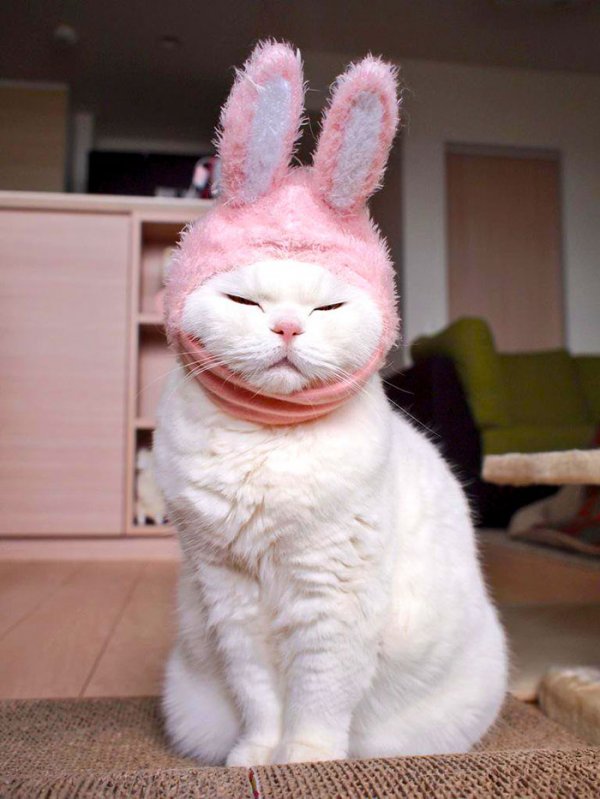 Кошка Ура — Интернет-звезда Японии (9 фото)